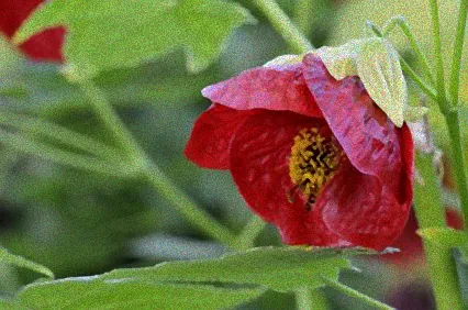 abutilon winterhart