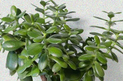 affenbrotbaum uberwintern