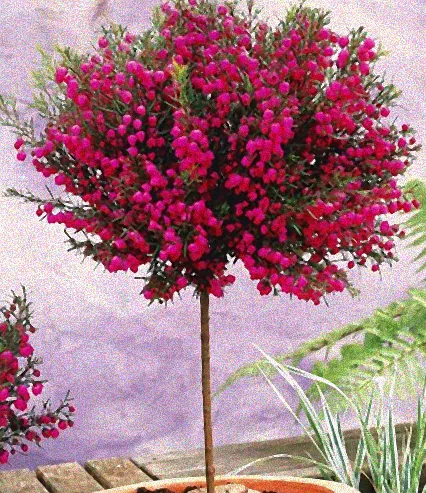 außergewöhnliche topfpflanzen