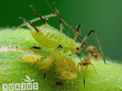 blattlause an bambus