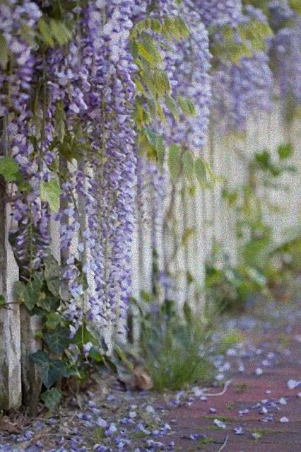 blühende rankpflanzen winterhart