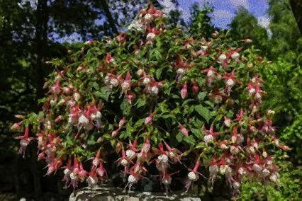 fuchsien winterhart pflege