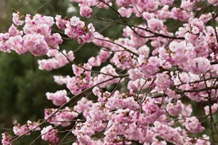 im januar blühende sträucher