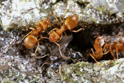 kleine braune ameisen in der wohnung