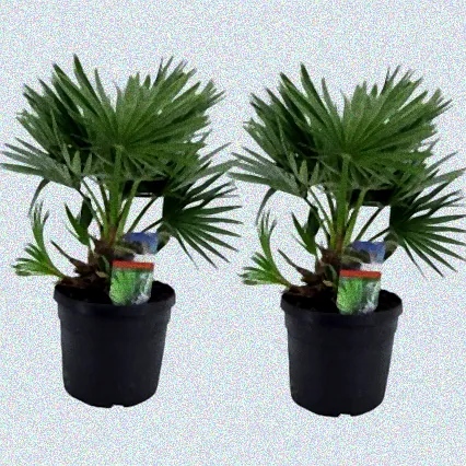 kübel palmen winterhart