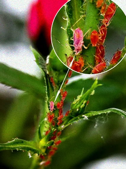 läuse auf rosen was tun