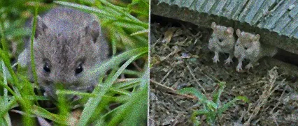 mause unter terrasse