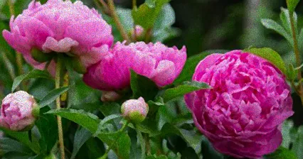 mit was pfingstrosen düngen