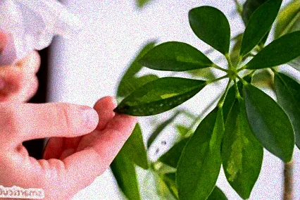 natürliche mittel gegen schildläuse