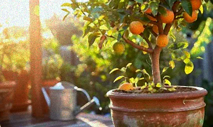 obstbäume im kübel