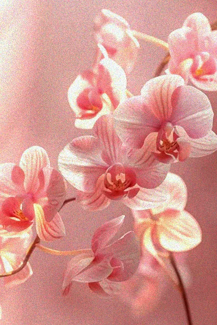 orchideen pink