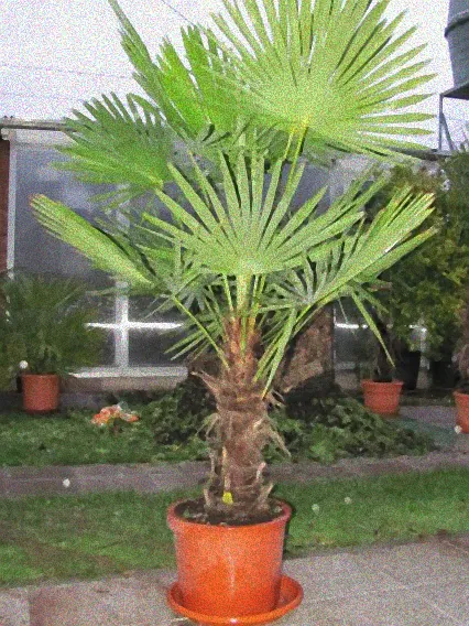 palme trachycarpus fortunei pflege