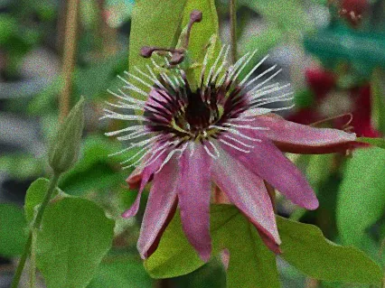 passionsblume horstmann