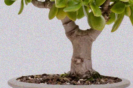 pfennigbaum pflege im winter