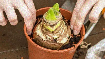 pflege amaryllis zwiebel