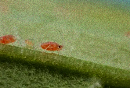 rote pflanzenschädlinge