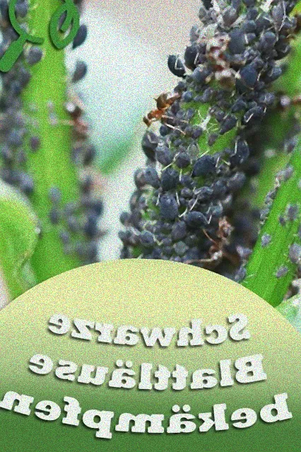 schwarze läuse natürlich bekämpfen