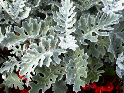 silberblatt pflanze winterhart