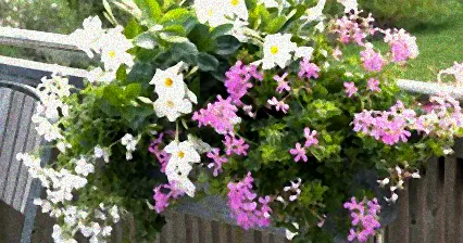 stauden für sonnigen balkon