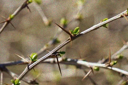 strauch mit langen stacheln