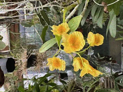 sympodiale orchideen