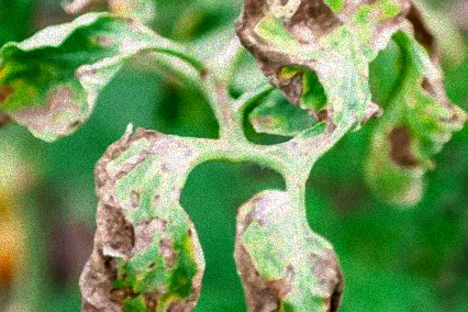 tomaten schädlinge natürlich bekämpfen