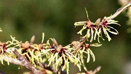 winterblüher zaubernuss