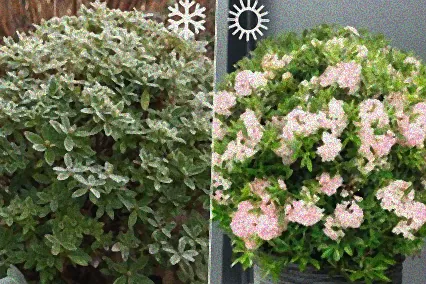 winterharte pflanzen für kübel