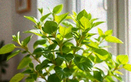 zimmerpflanzen frische luft